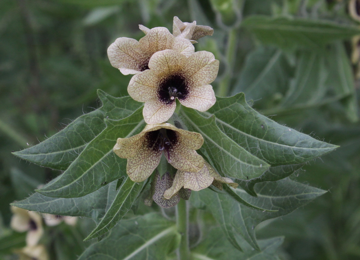 Hyoscyamus niger (door Peter Meininger)