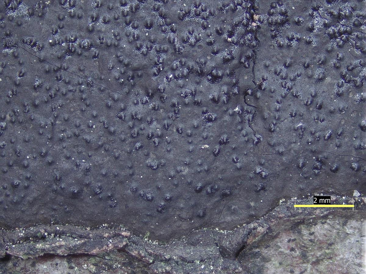 Hypoxylon mediterraneum (door Eduard Osieck)