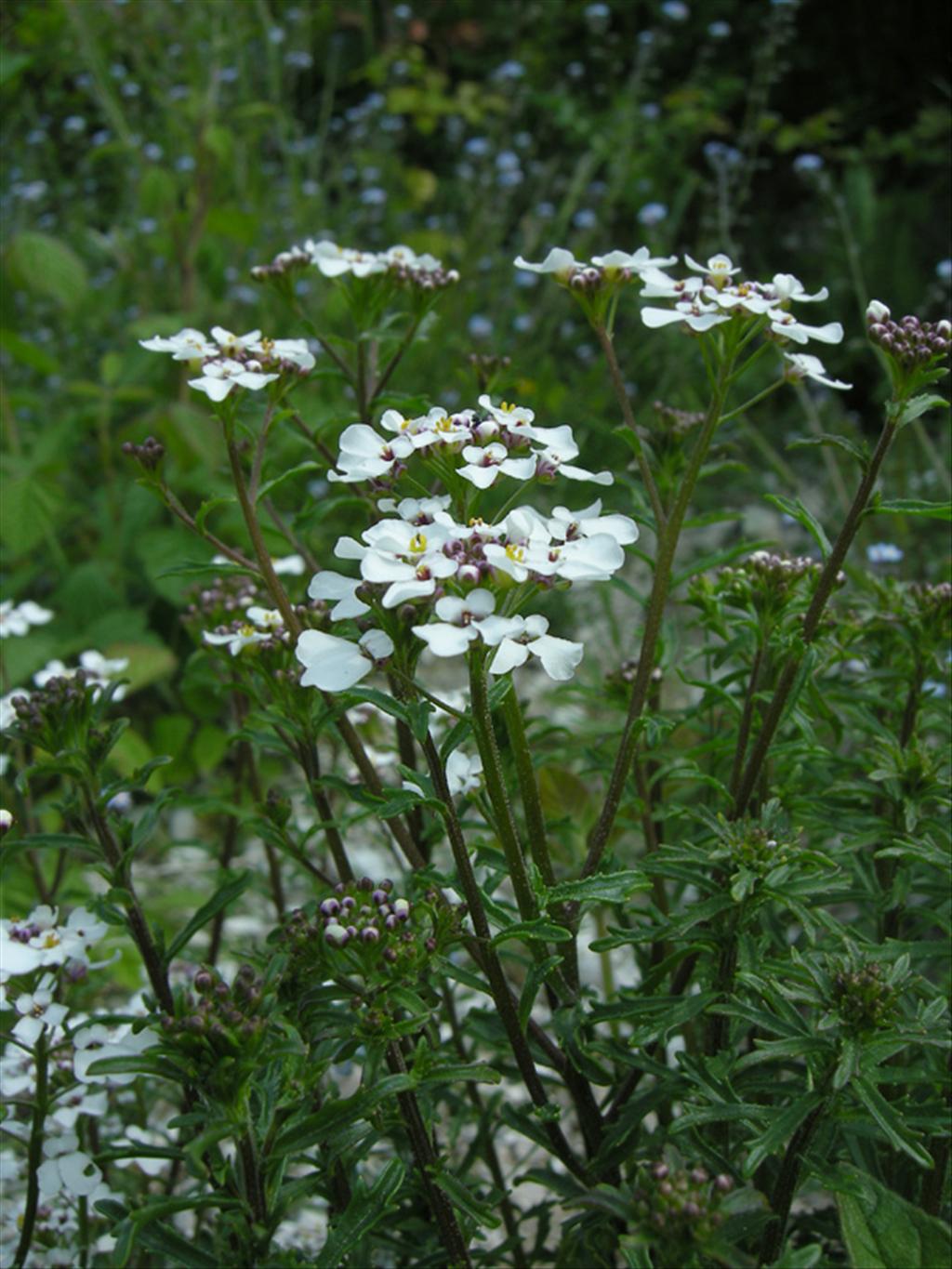 Iberis amara (door Jan Hein van Steenis)