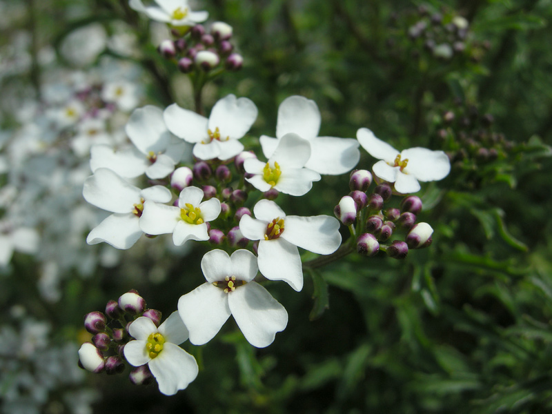 Iberis amara (door Jan Hein van Steenis)