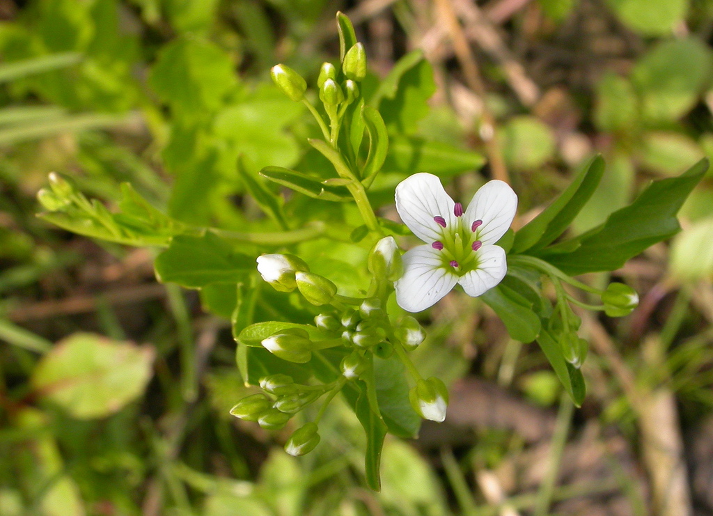 Cardamine amara (door Peter Meininger)