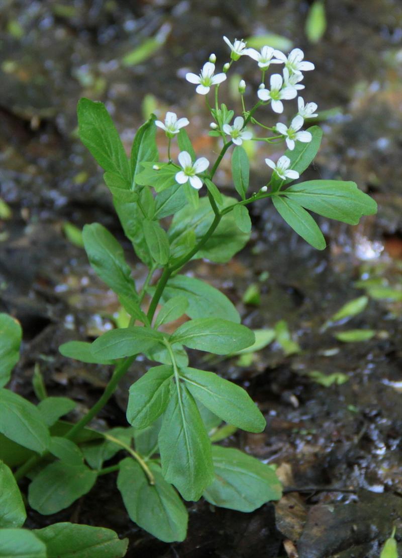 Cardamine amara (door Peter Meininger)