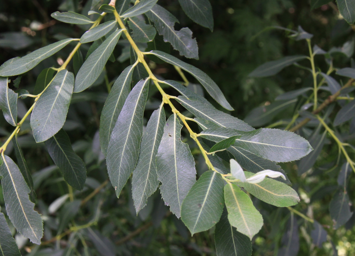 Salix purpurea (door Peter Meininger)