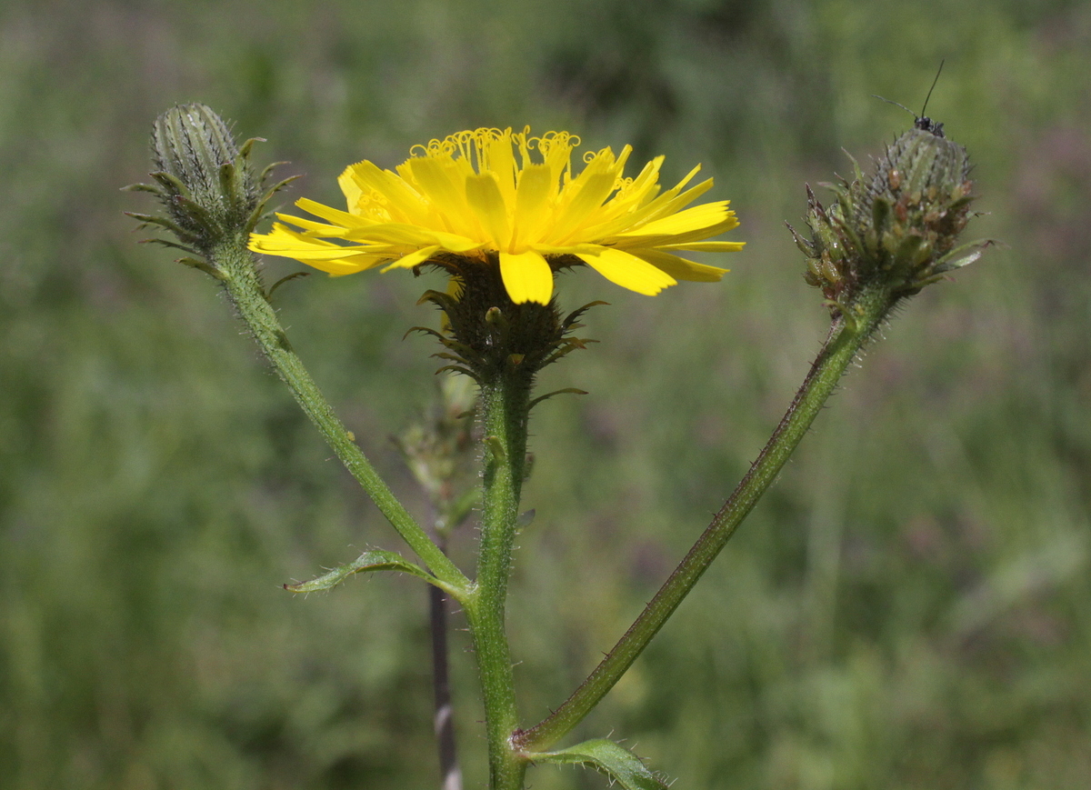 Picris hieracioides (door Peter Meininger)