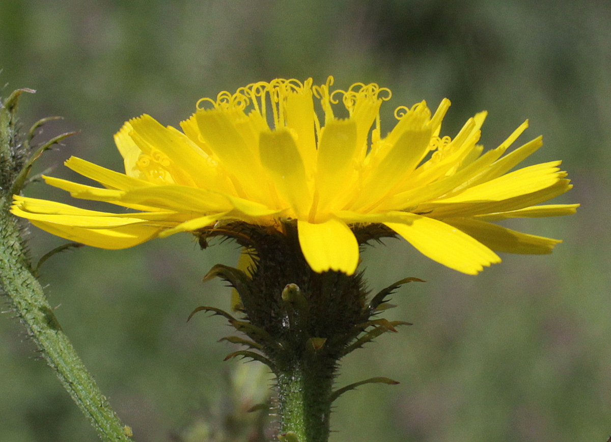 Picris hieracioides (door Peter Meininger)