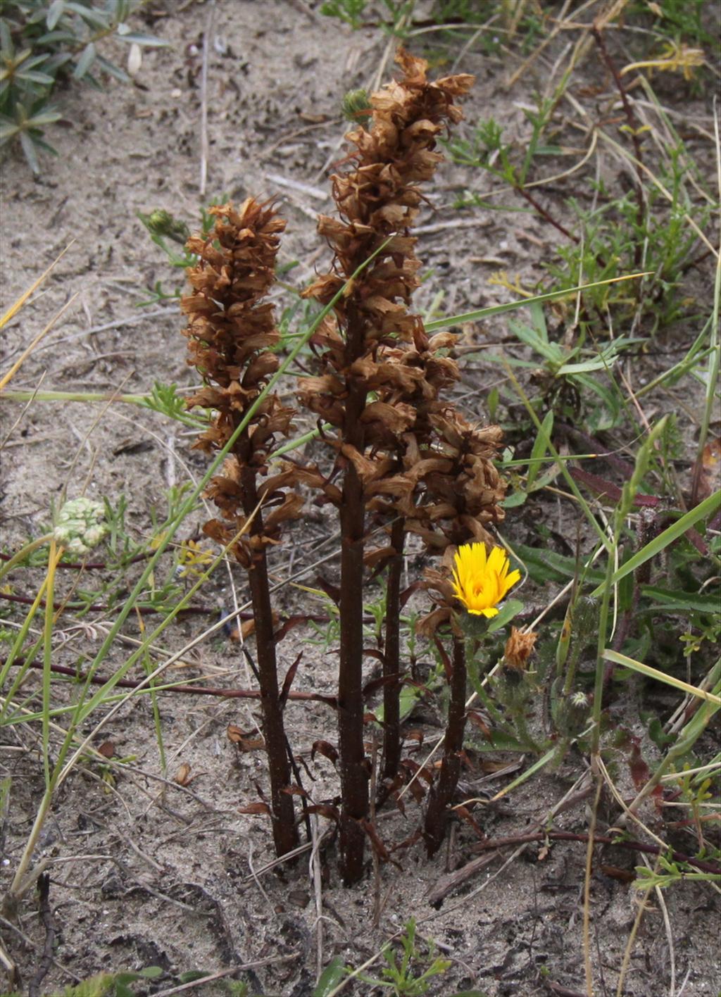 Orobanche picridis (door Peter Meininger)