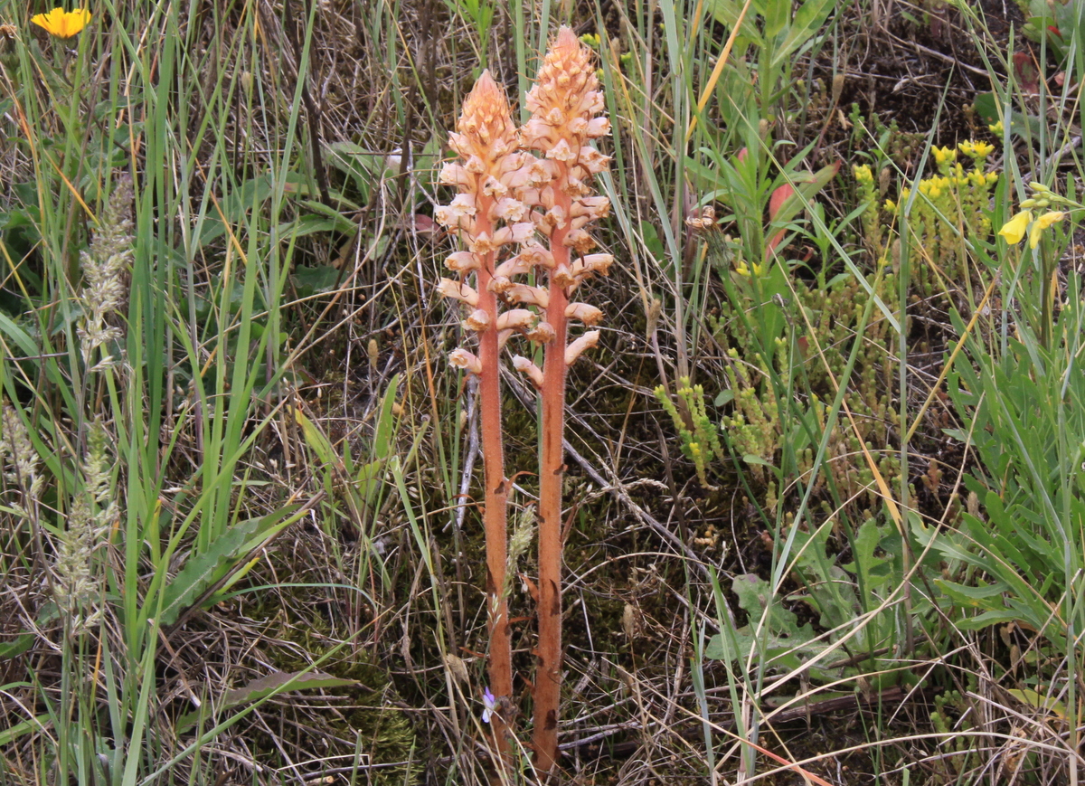 Orobanche picridis (door Peter Meininger)