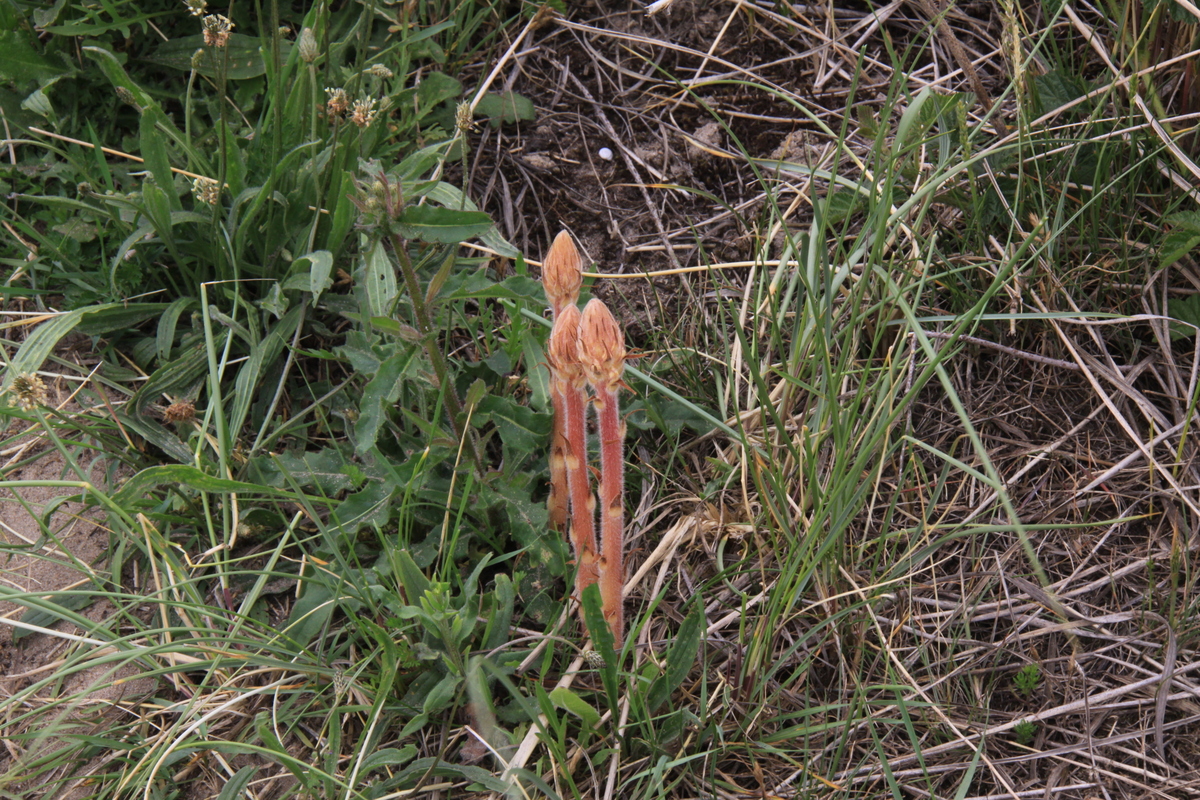 Orobanche picridis (door Peter Meininger)