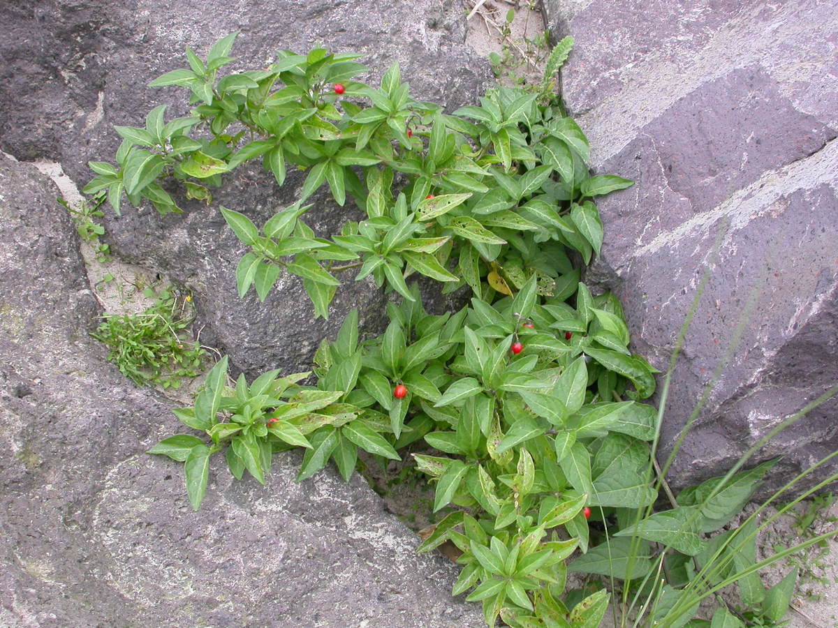 Solanum dulcamara (door Peter Meininger)