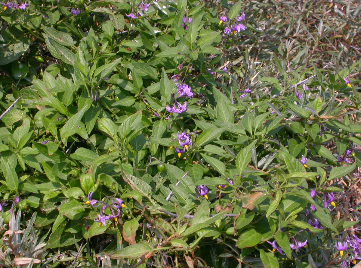 Solanum dulcamara (door Peter Meininger)