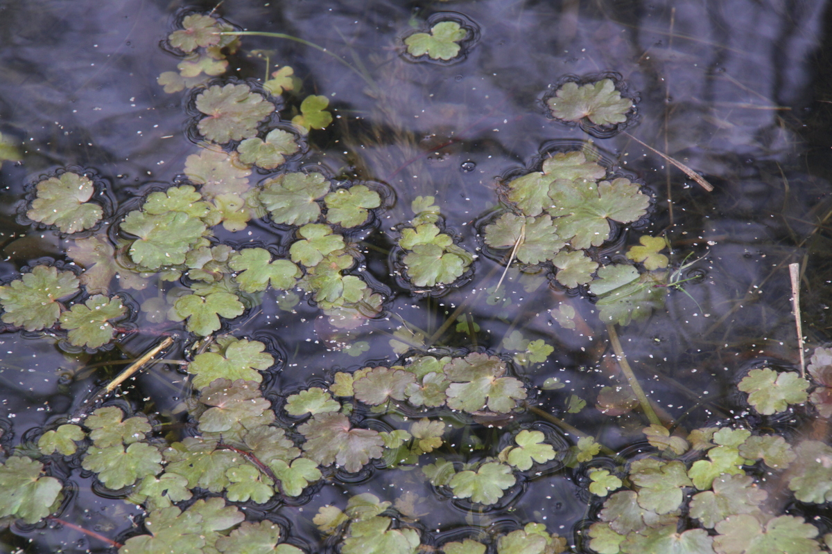 Ranunculus sceleratus (door Peter Meininger)