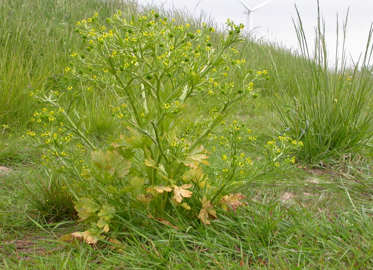 Ranunculus sceleratus (door Peter Meininger)
