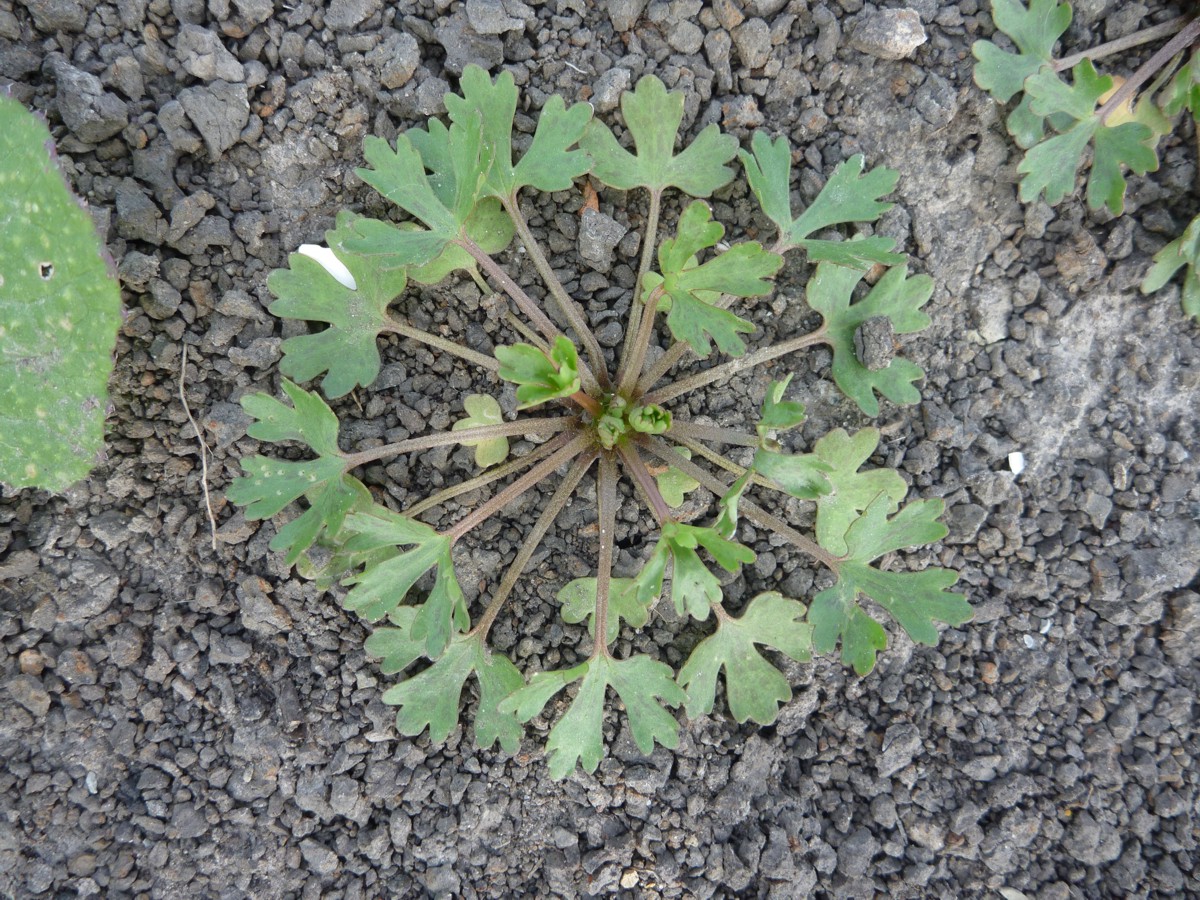 Ranunculus sceleratus (door Cor Nonhof)