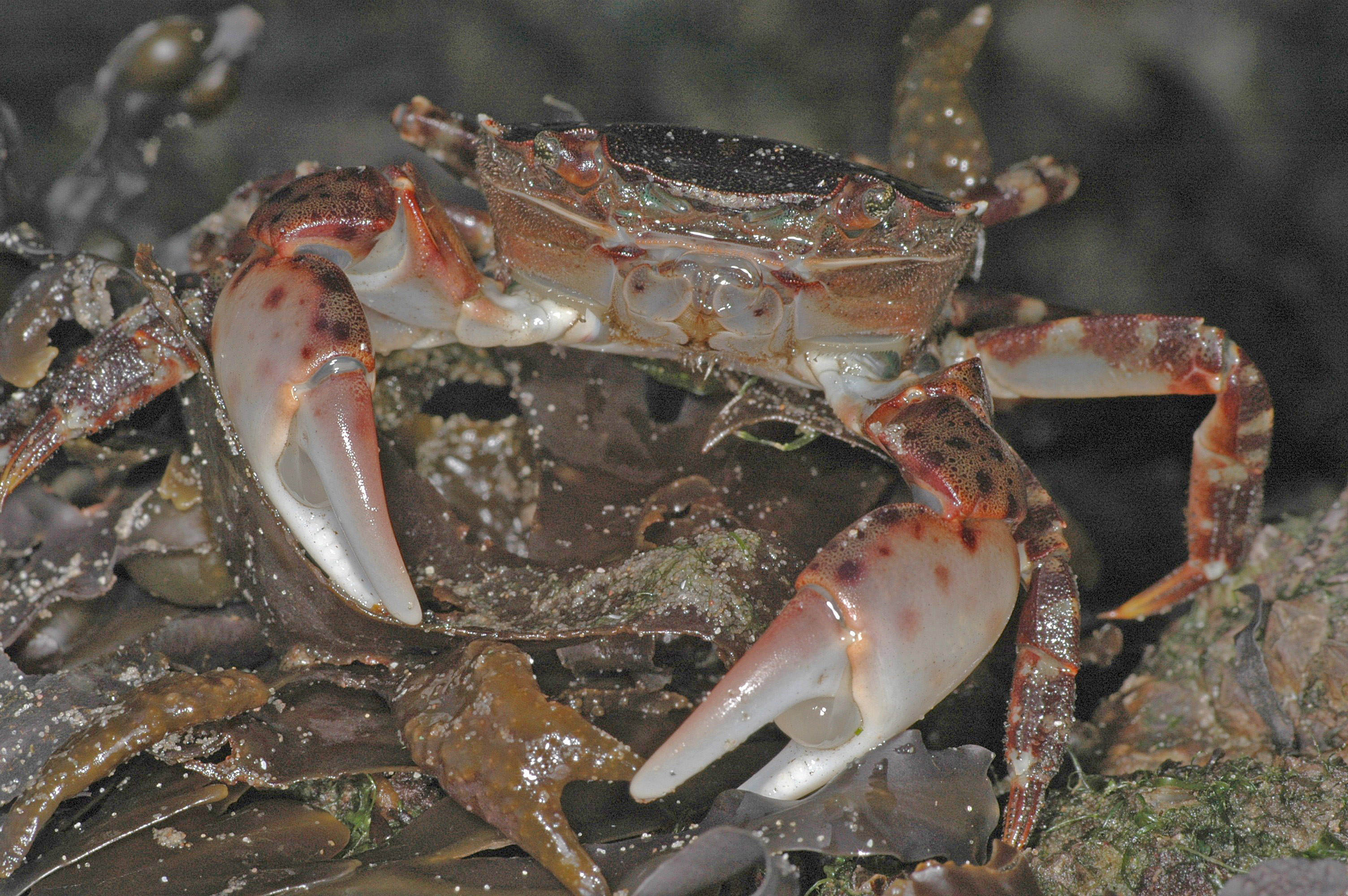 Hemigrapsus sanguineus (door Adriaan Gmelig Meyling)