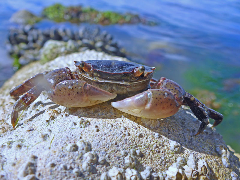 Hemigrapsus sanguineus (door Luna van der Loos)