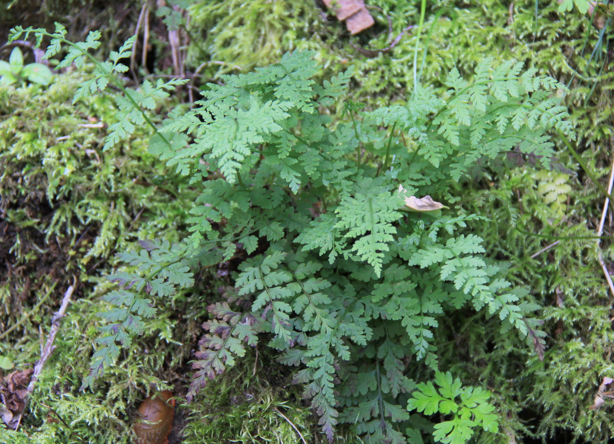 Cystopteris fragilis (door Peter Meininger)