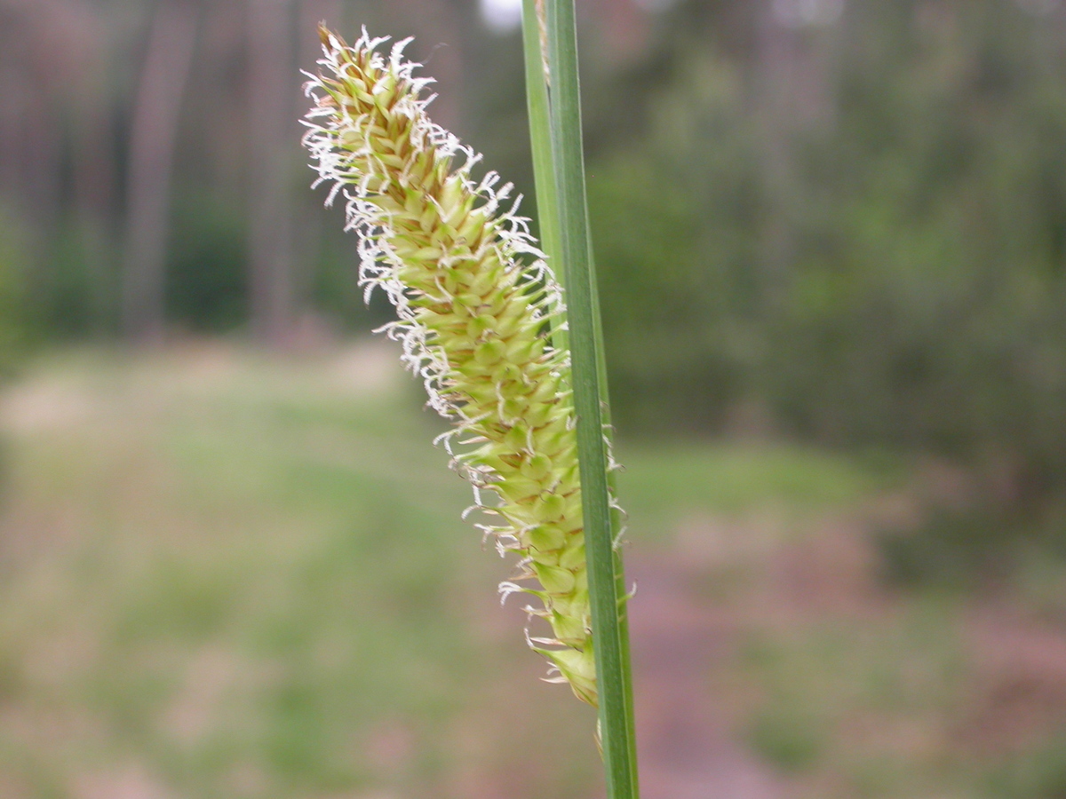 Carex vesicaria (door Peter Meininger)