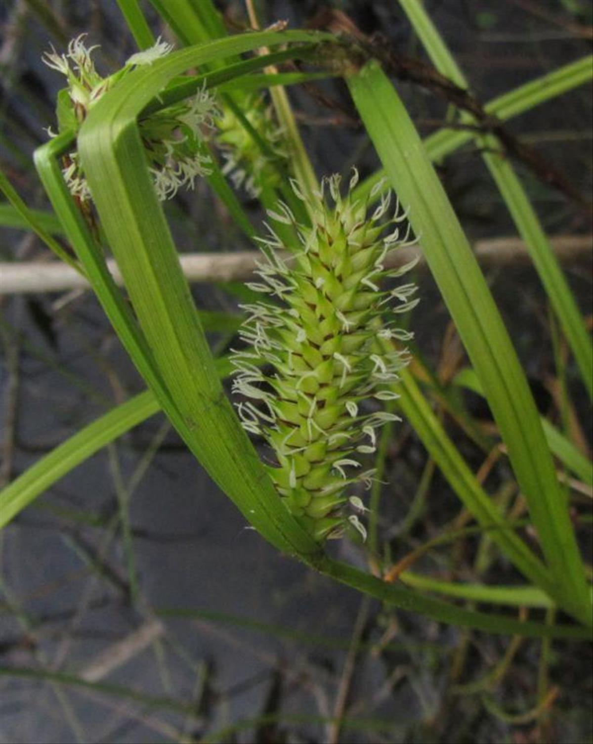 Carex vesicaria (door Wim Langbroek)