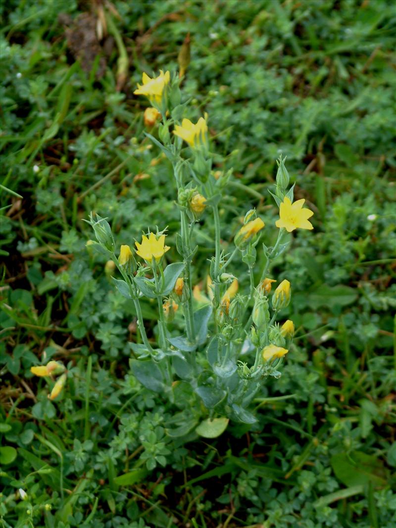 Blackstonia perfoliata subsp. serotina (door Adrie van Heerden)