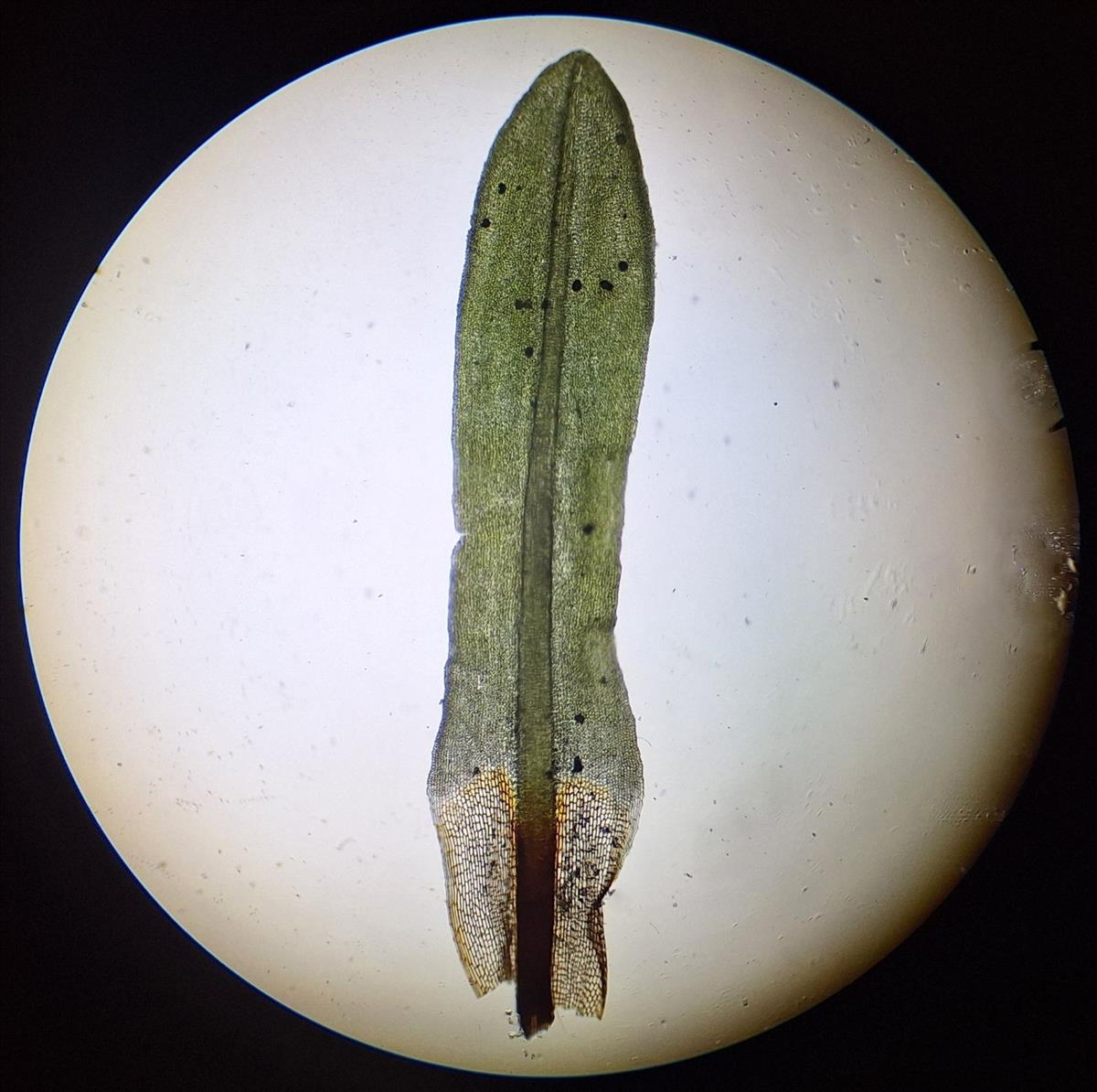 Encalypta streptocarpa (door Muriel Schouten)