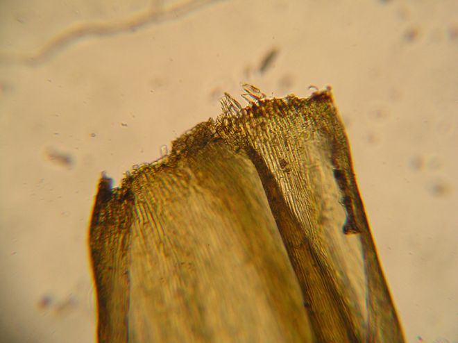 Hamatocaulis vernicosus (door Melchior van Tweel)