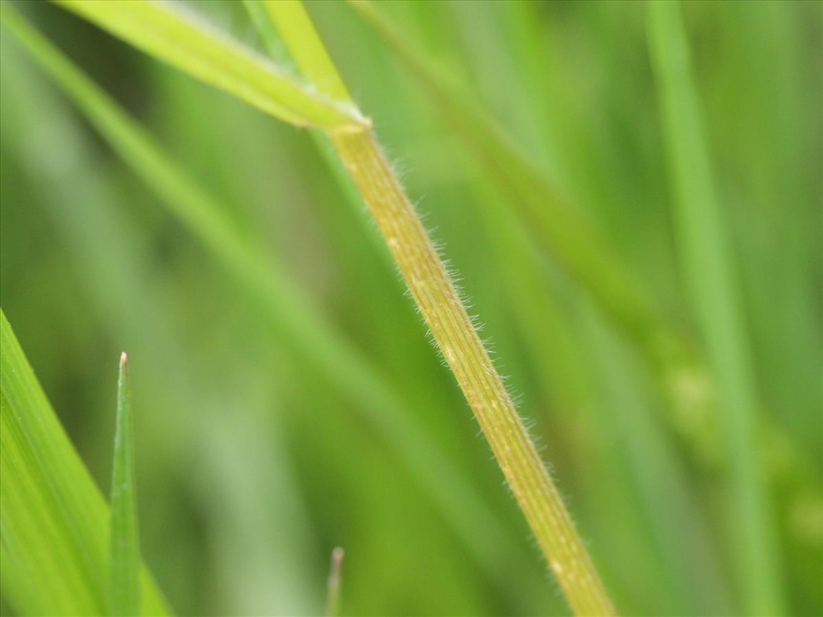 Bromus racemosus subsp. racemosus (door Jorian Eijkelboom)