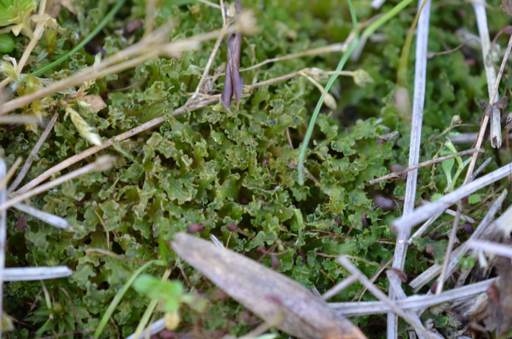 Blasia pusilla (door Rudi Zielman)