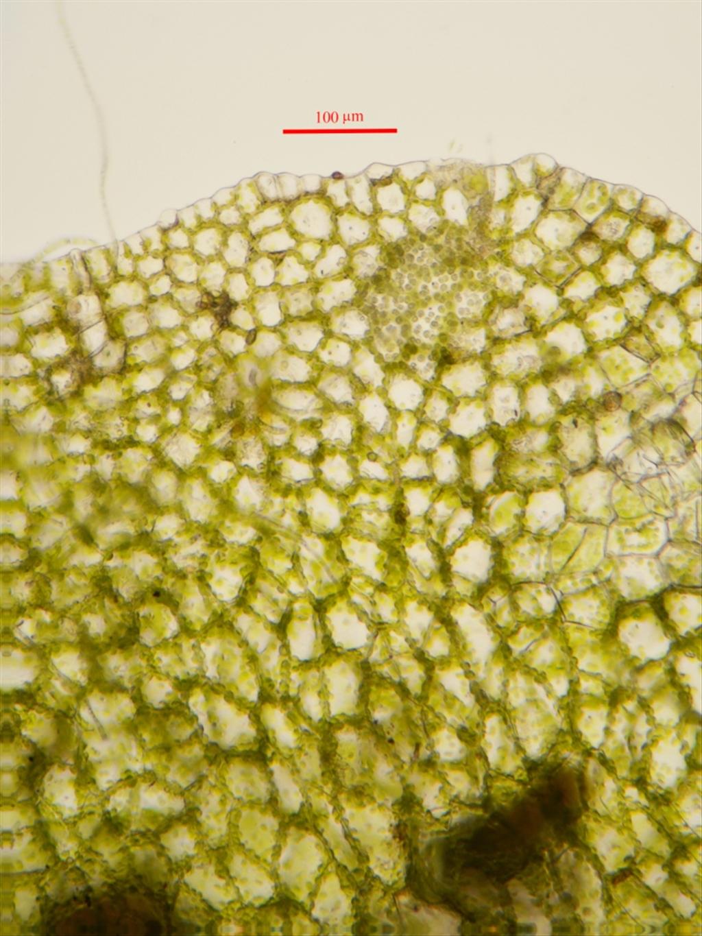 Blasia pusilla (door Rudi Zielman)