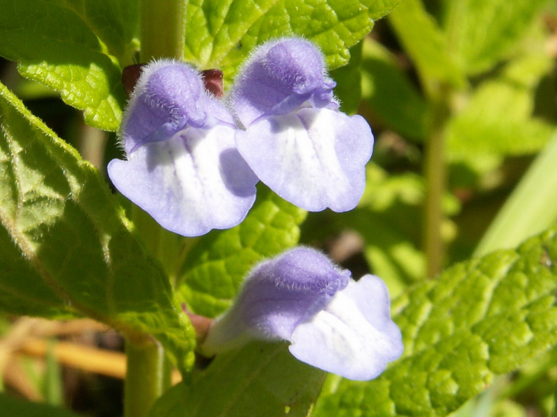 Scutellaria galericulata (door Han Beeuwkes)