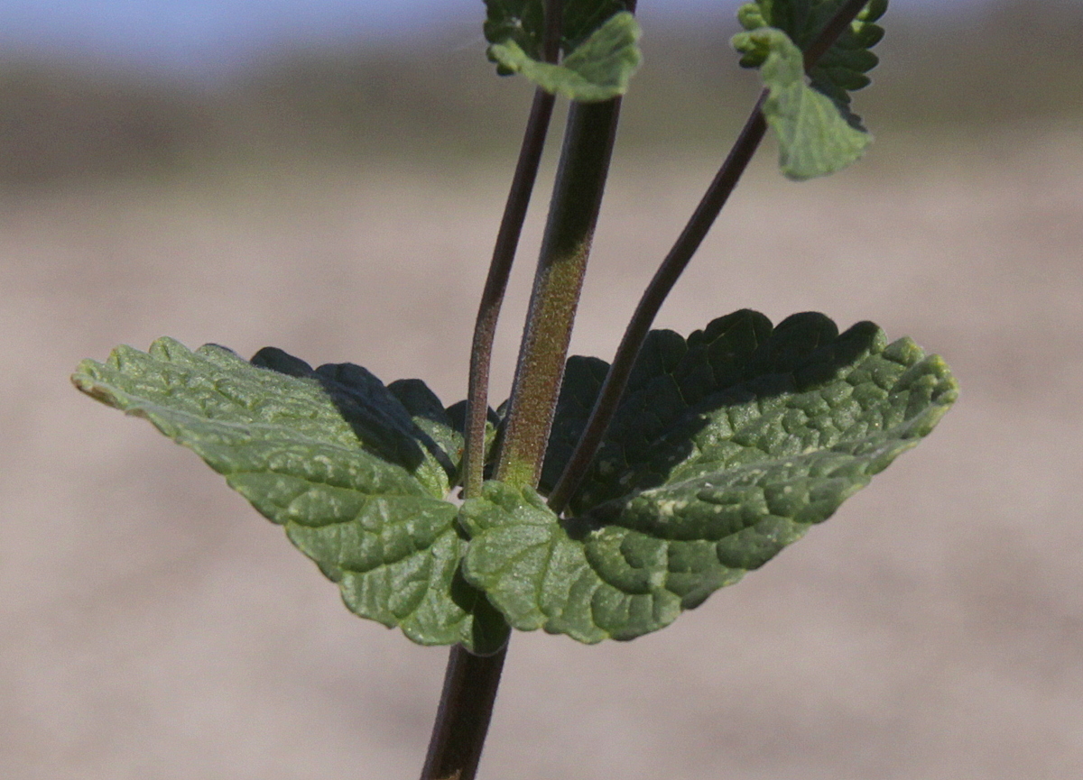 Nepeta racemosa (door Peter Meininger)