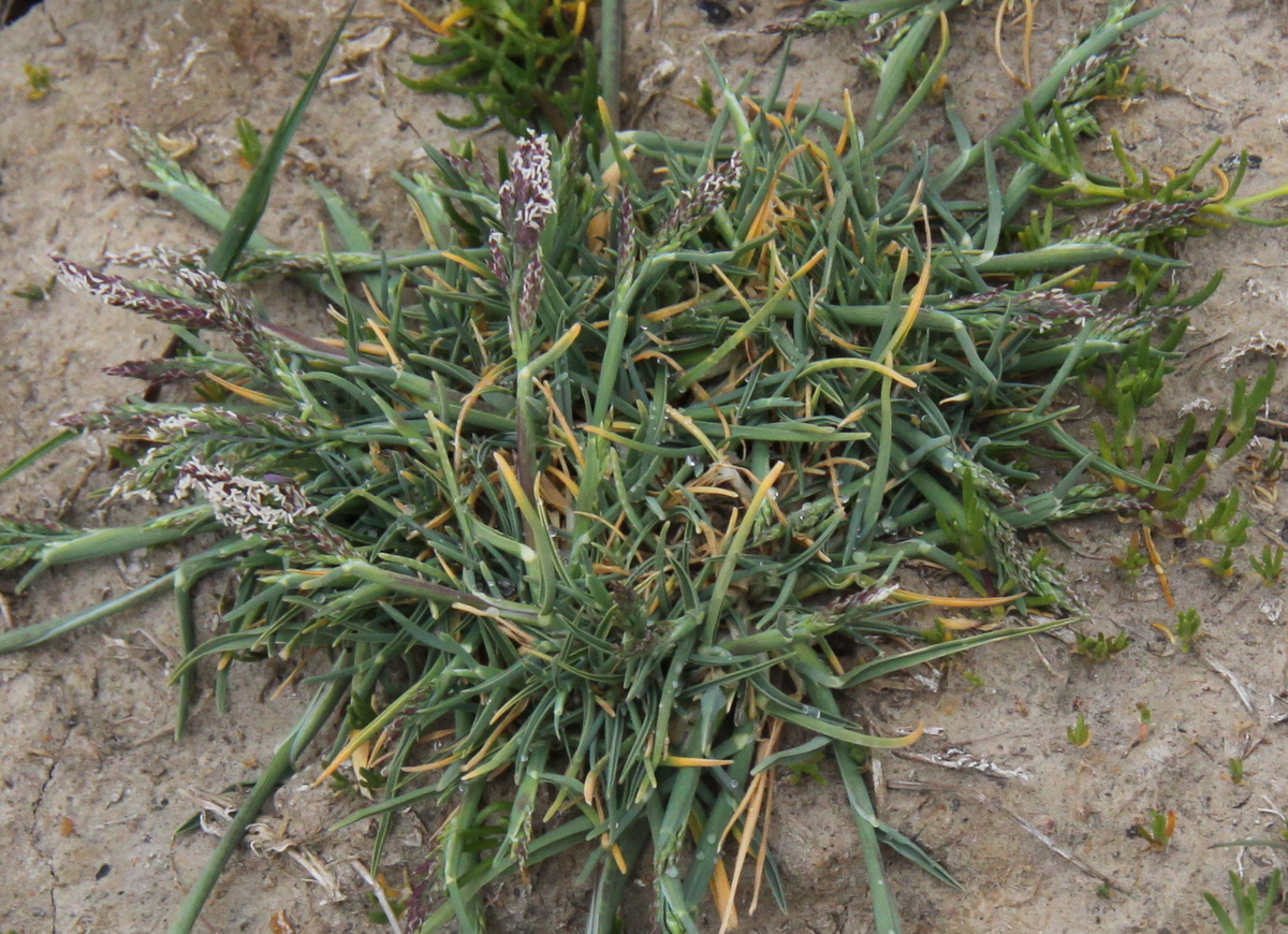 Puccinellia fasciculata (door Peter Meininger)