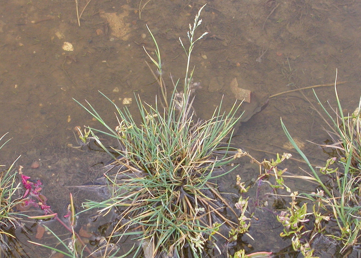 Puccinellia fasciculata (door Peter Meininger)