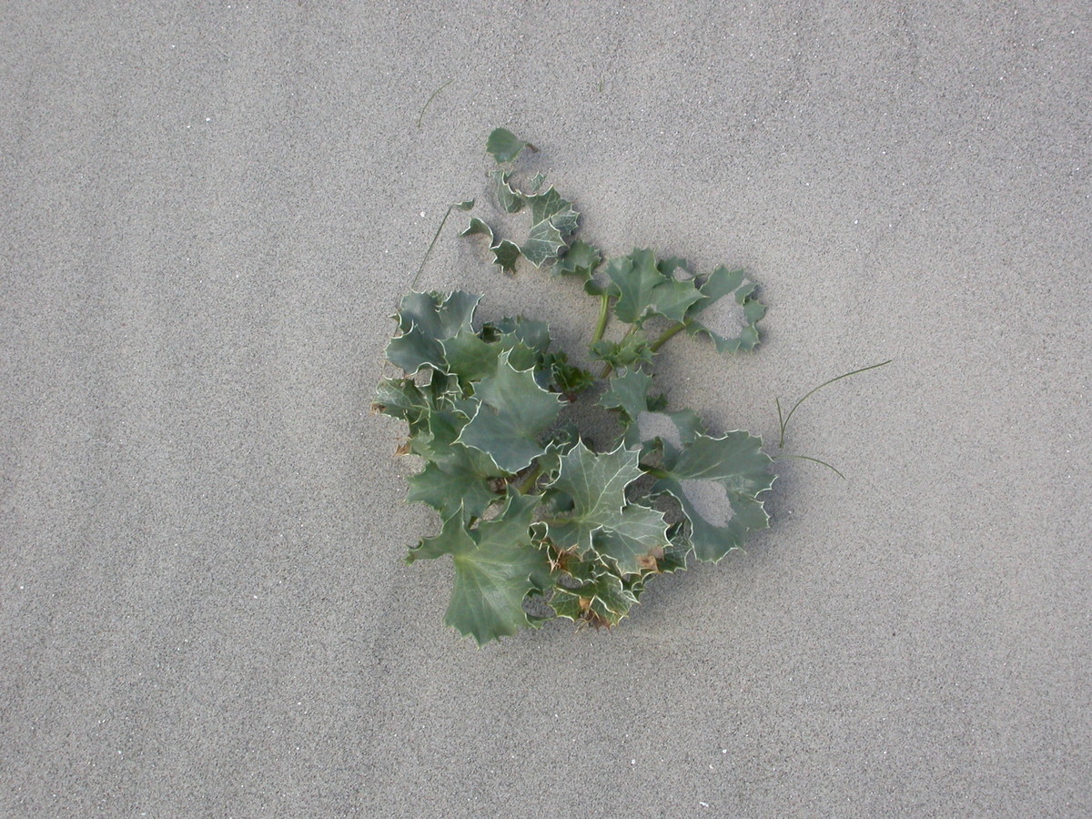 Eryngium maritimum (door Peter Meininger)