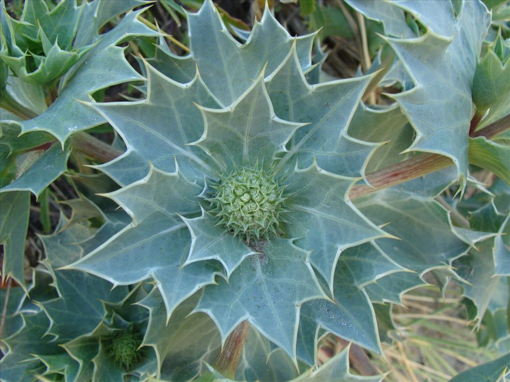 Eryngium maritimum (door Jakob Hanenburg)