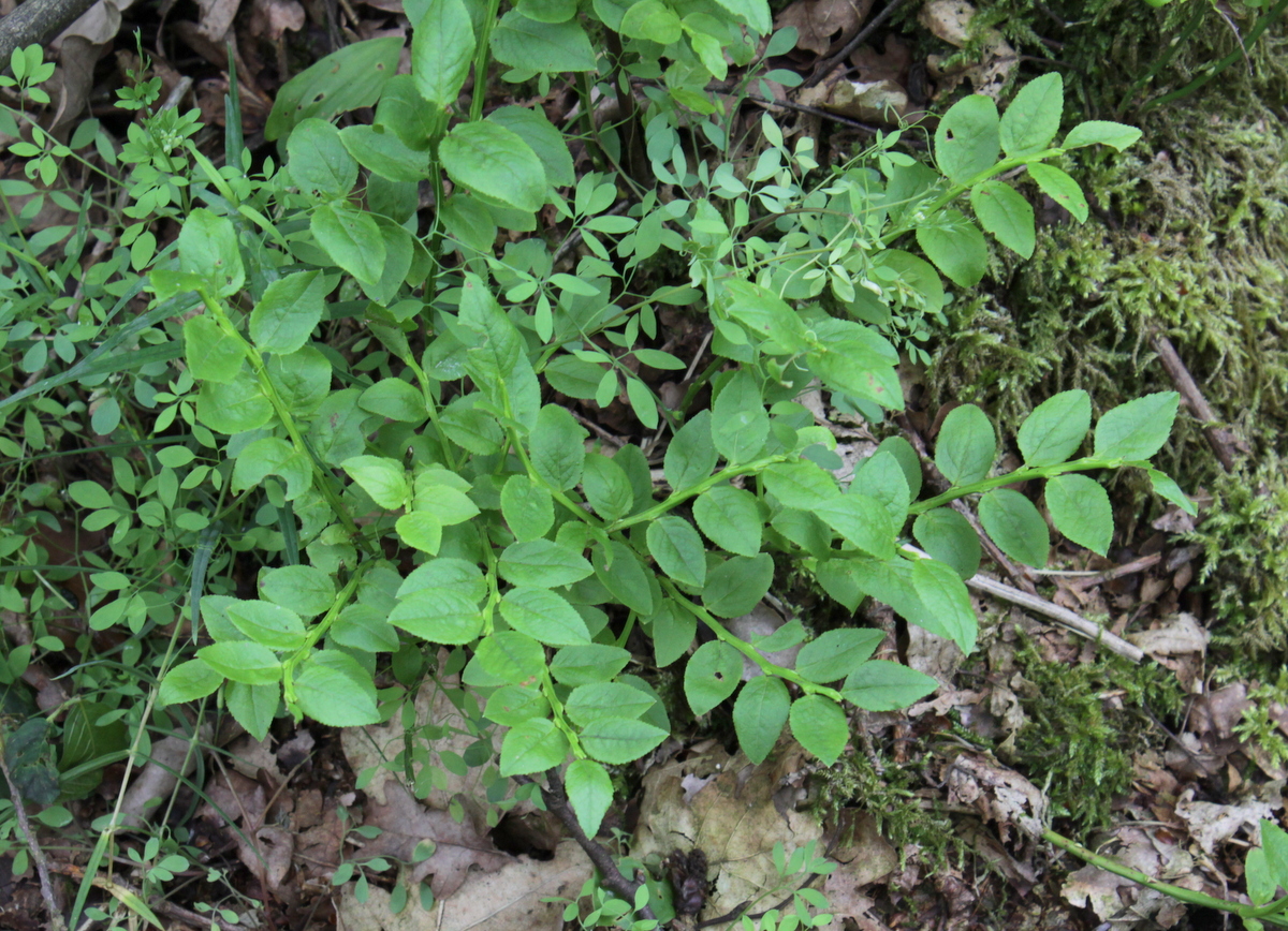 Vaccinium myrtillus (door Peter Meininger)