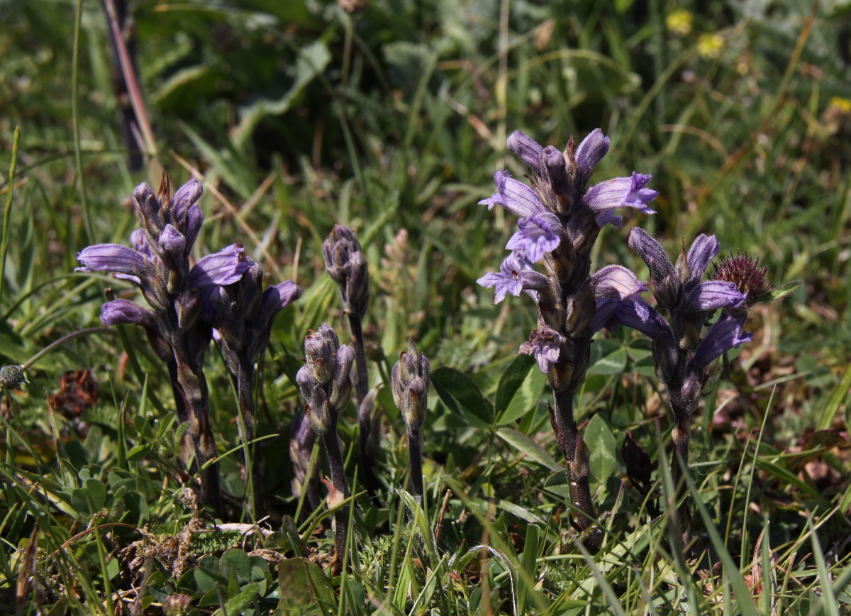 Orobanche purpurea (door Peter Meininger)