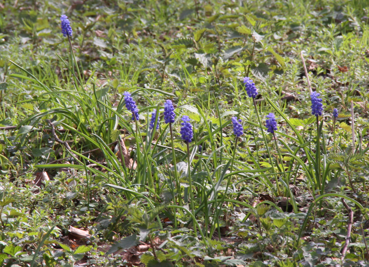 Muscari botryoides (door Peter Meininger)