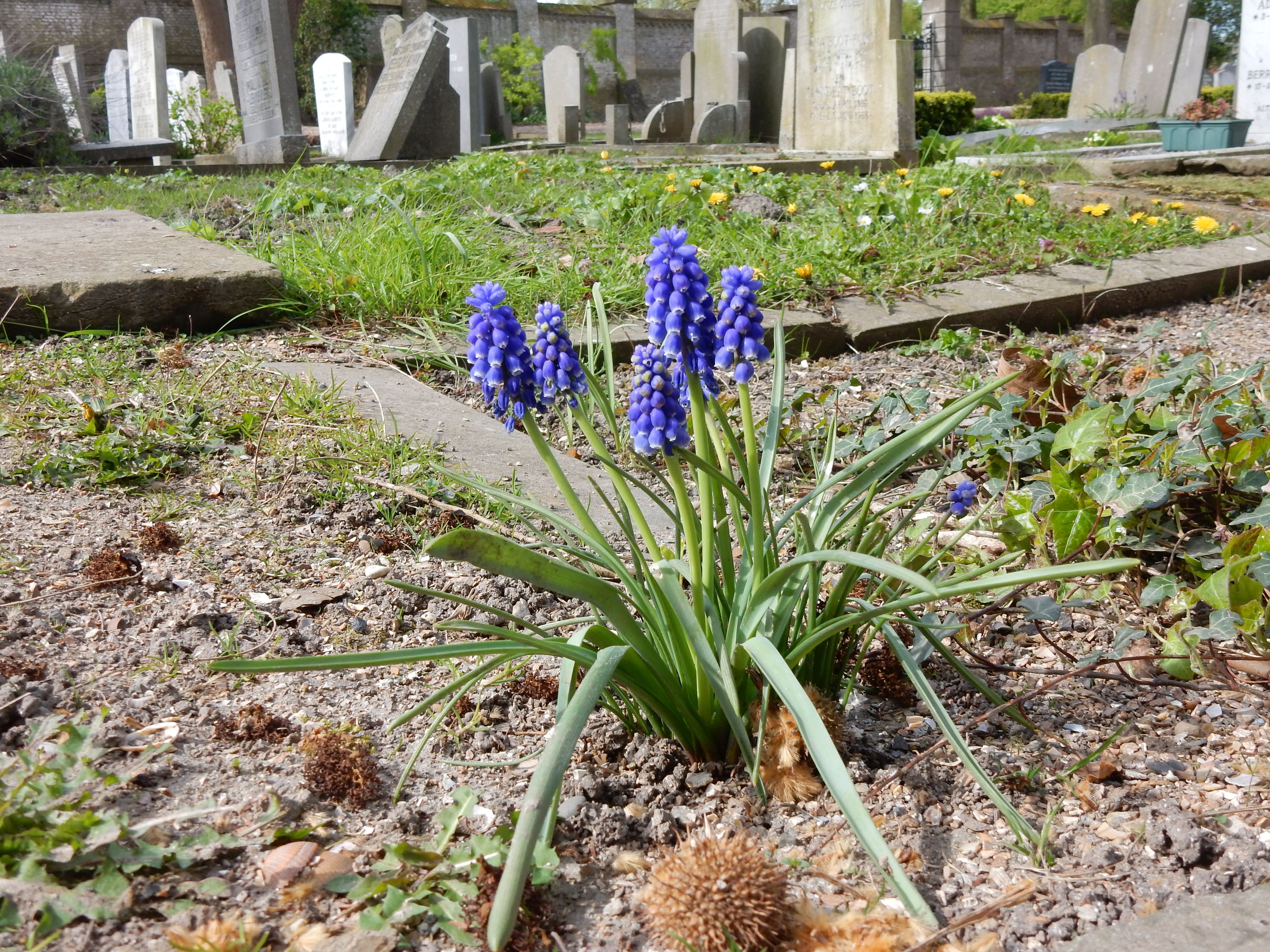 Muscari armeniacum (door Peter Meininger)