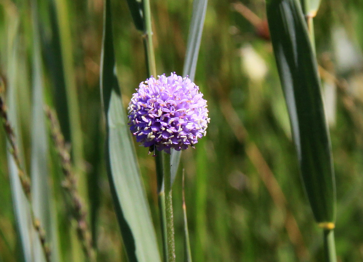 Succisa pratensis (door Peter Meininger)