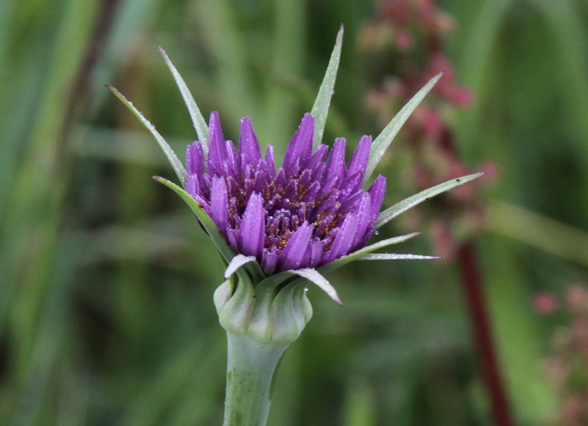 Tragopogon porrifolius (door Peter Meininger)