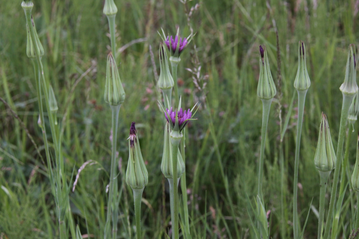 Tragopogon porrifolius (door Peter Meininger)