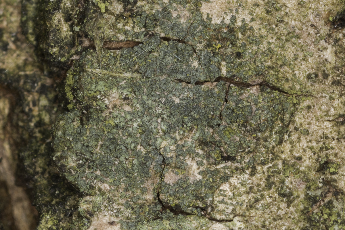 Rinodina griseosoralifera (door Paul Schrama)