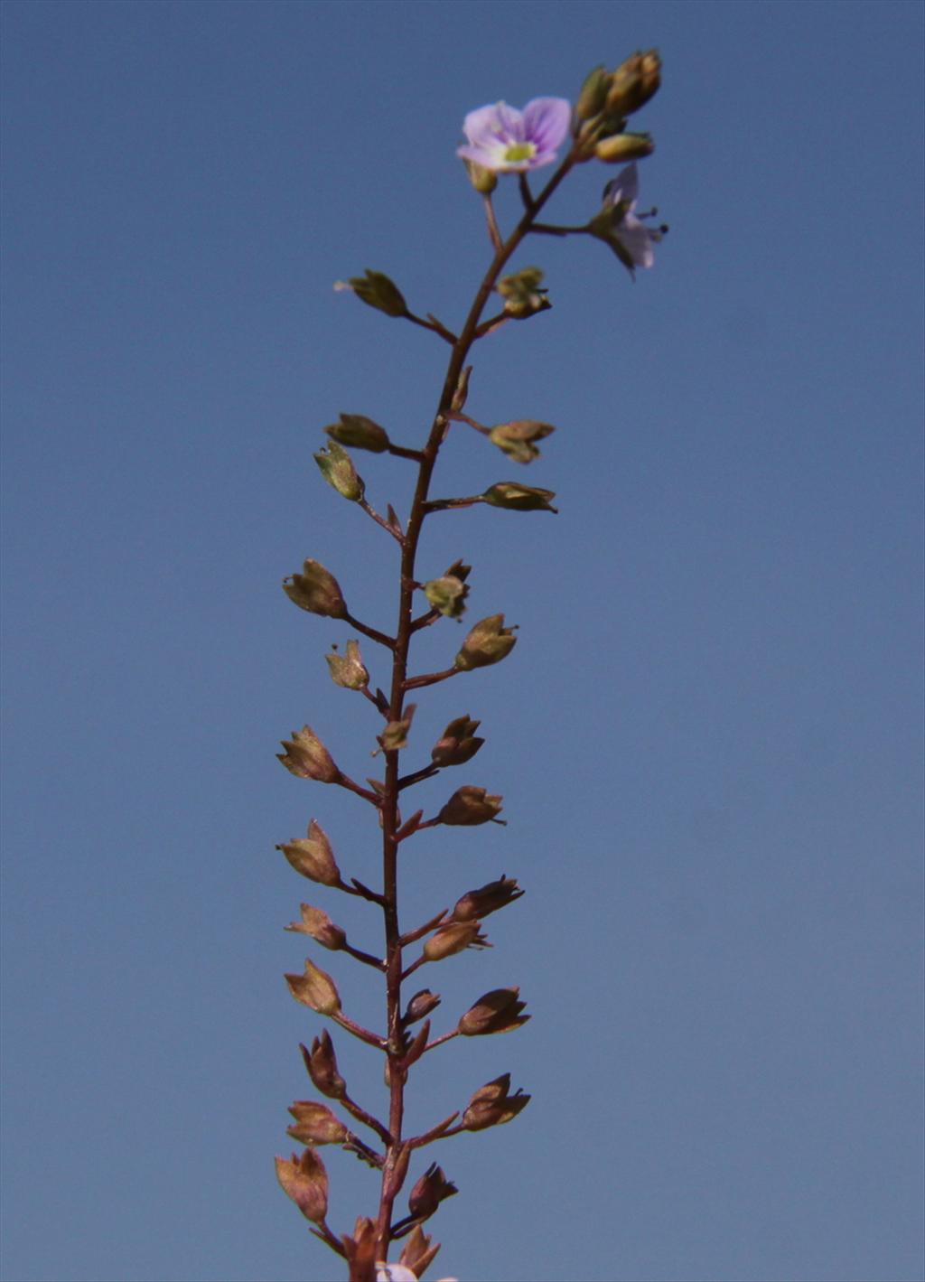 Veronica anagallis-aquatica (door Peter Meininger)