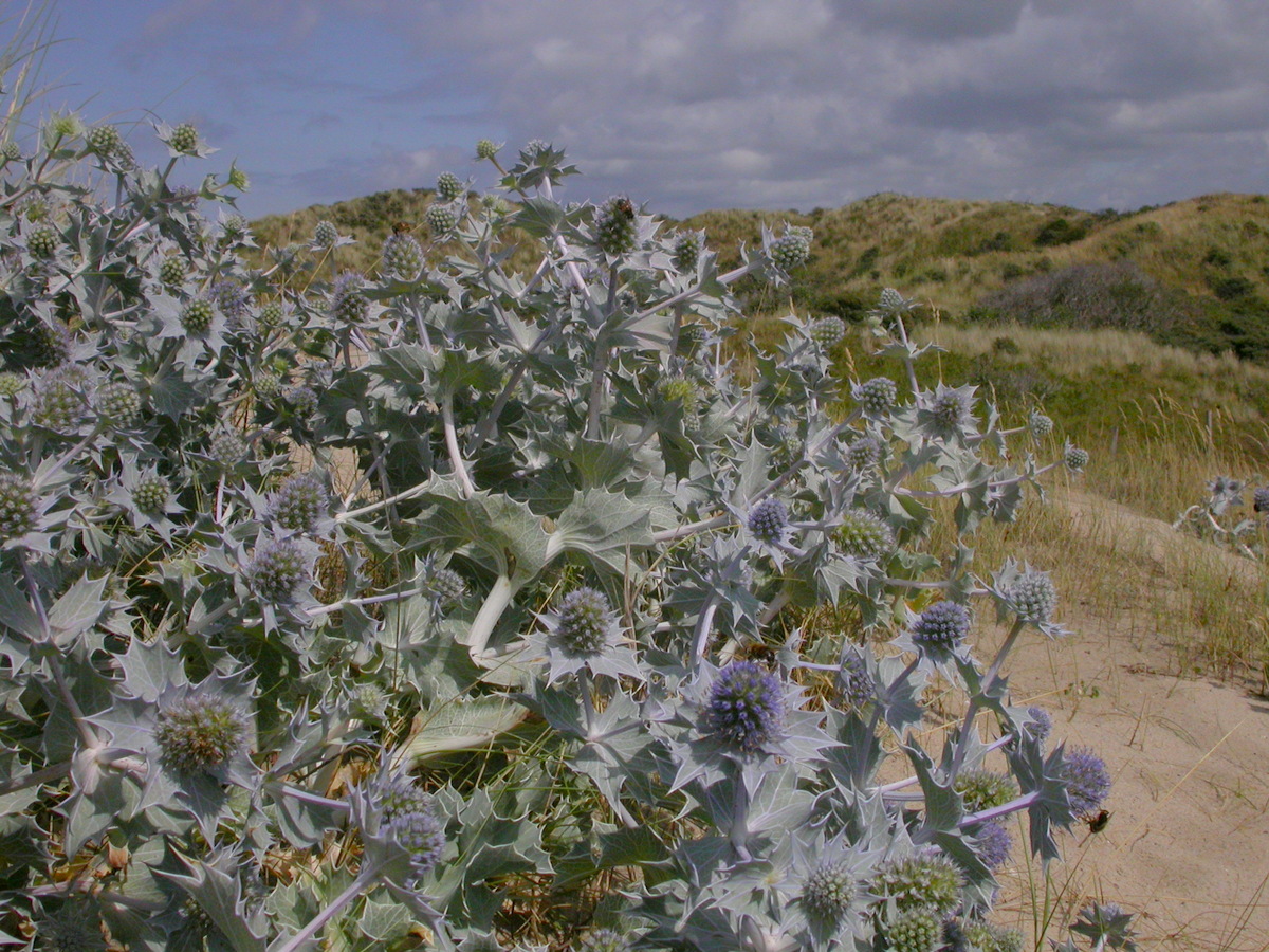 Eryngium maritimum (door Peter Meininger)