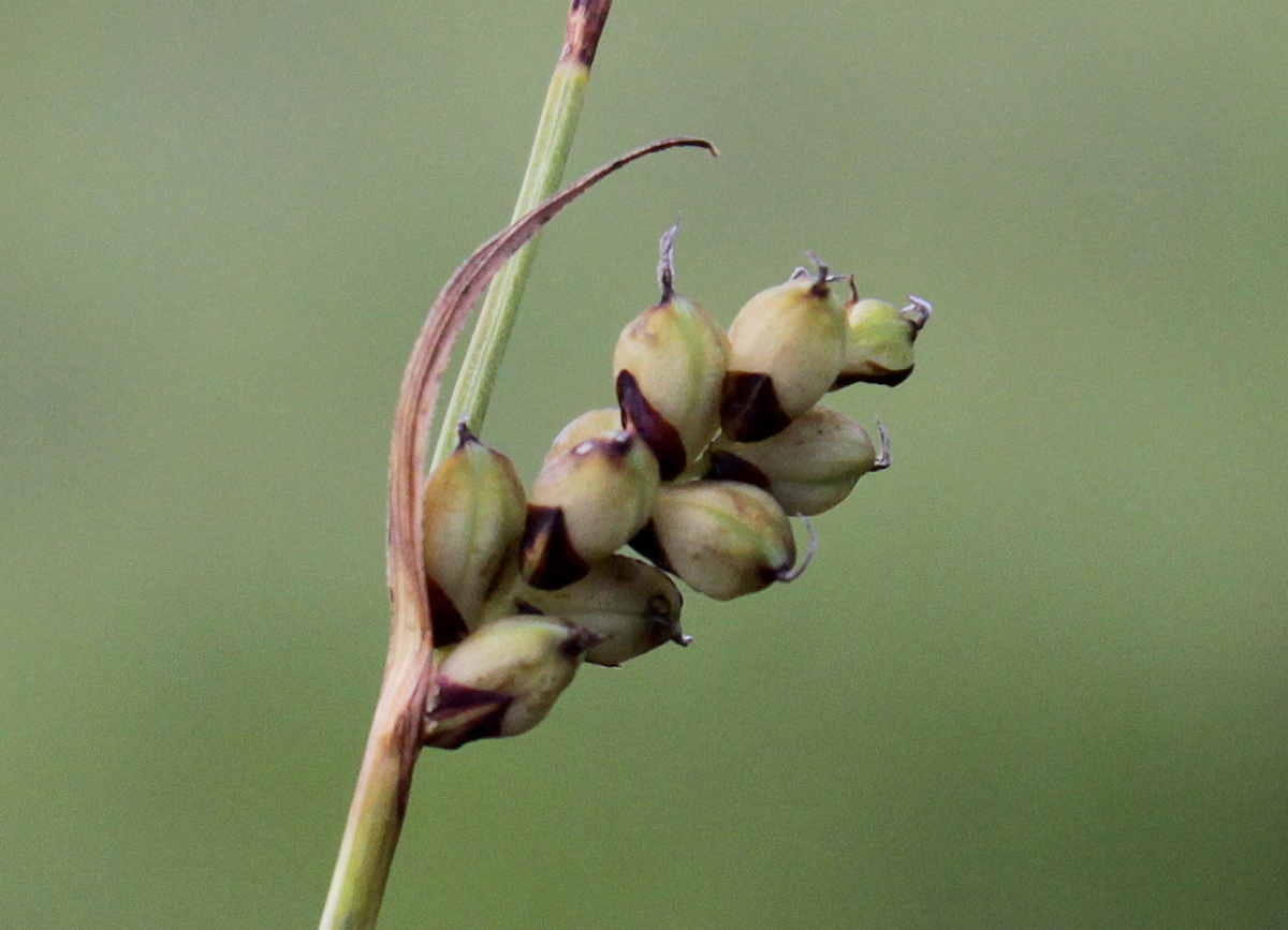 Carex panicea (door Peter Meininger)