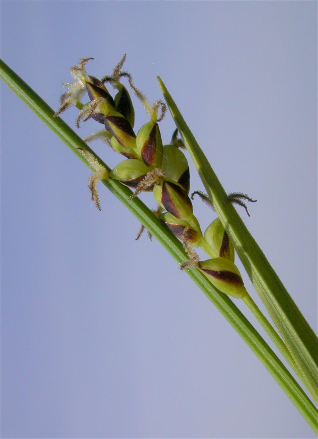 Carex panicea (door Peter Meininger)