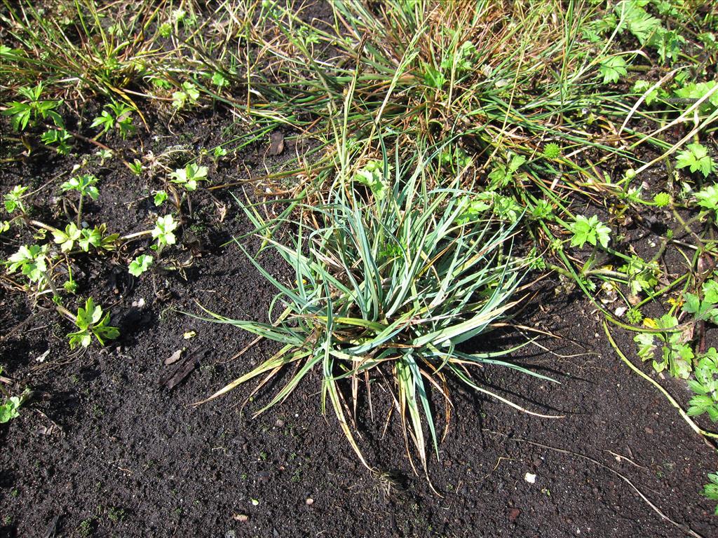 Carex panicea (door Piet Bremer )