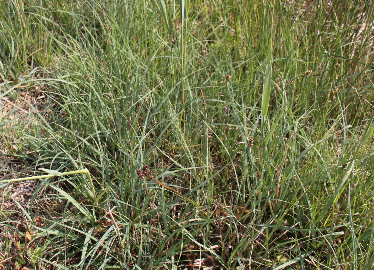 Carex panicea (door Peter Meininger)