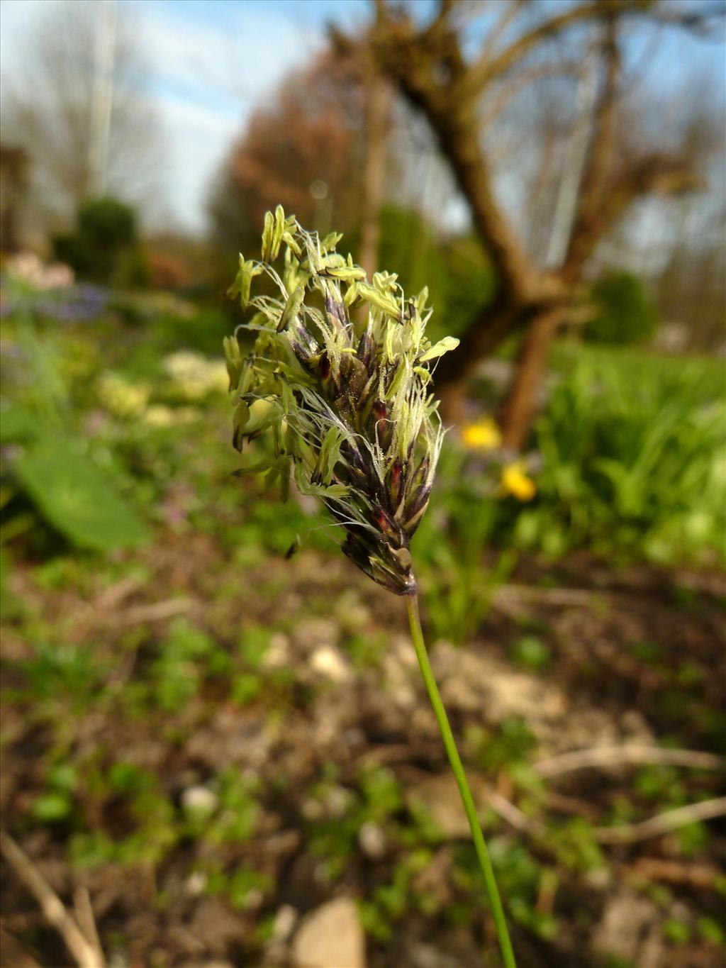 Sesleria caerulea (door Marian Baars)