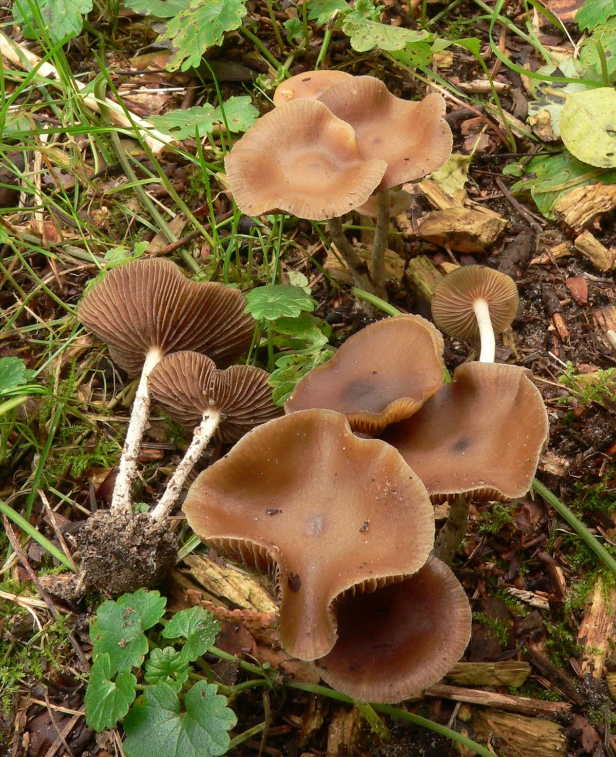 Psilocybe cyanescens (door Hans Meulenbelt)